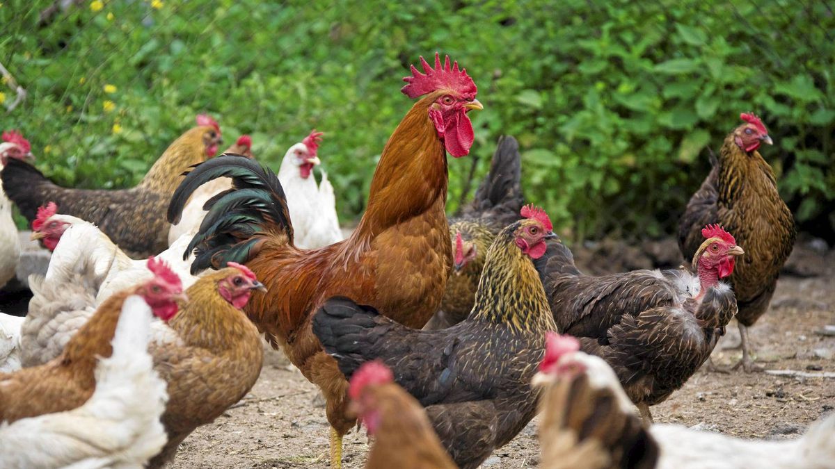 فروش مرغ تخمگذار بومی در رشت و گیلان - سپید طیور